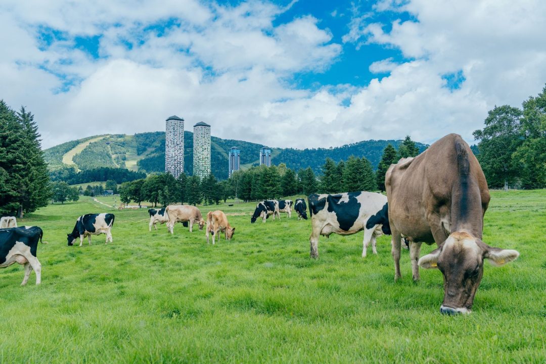株式会社星野リゾート・トマム　サービス　求人